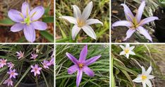 four pictures of different flowers in the same photo, each with purple and white petals