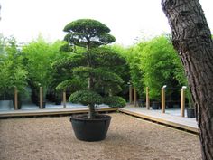 a bonsai tree in a black pot sitting on top of a wooden decked area