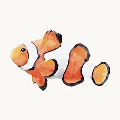 an orange and white clown fish on a white background