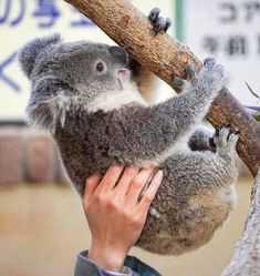 a person holding a koala on top of a tree