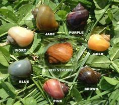 the different types of snails are shown in this image, with their names on them