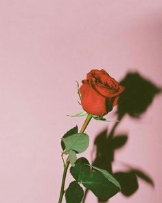 a single red rose sitting on top of a table