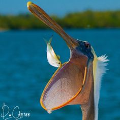 a pelican with it's mouth open while standing in front of the water