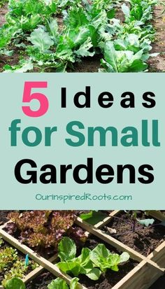 small garden with green plants and the words 5 ideas for small gardens in front of it