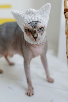 a hairless cat wearing a knitted hat