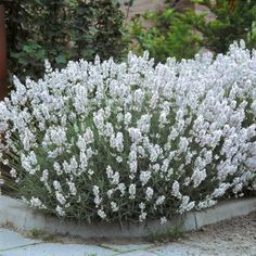 white flowers are growing out of a cement planter