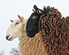 two sheep standing next to each other in the snow