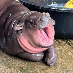 a hippopotamus laying on the ground with its mouth open and tongue out