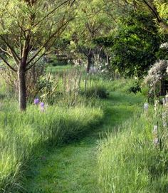 the path is lined with tall grass and trees, along with wildflowers on either side