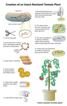 an info sheet describing how to use tomato plants