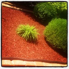 a small green plant sitting in the middle of a red mulchy garden area