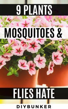 pink flowers in pots with text that reads 9 plants mosquitoes and flies hate diybunker