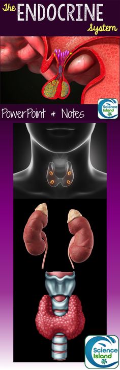 the endocine system is shown in three different pictures, including an organ and stomach