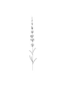 a drawing of a flower on a white background