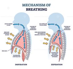 the mechanism of breathing and how it works