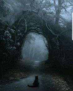 a cat sitting in the middle of a road surrounded by trees and bushes on a foggy day