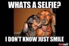 two dachshunds with caption saying what's a selfie? i don't know just smile