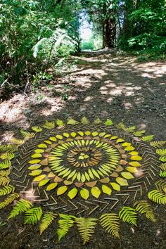 a circular design made out of leaves on the ground in front of trees and dirt