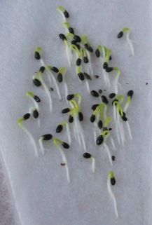 seed sprouts on white paper with green and black seeds in the middle, as seen from above