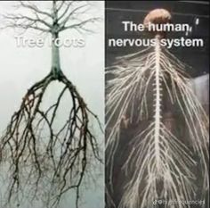 two pictures with trees and the caption tree roots are shown in three different ways