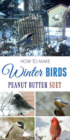 how to make winter birds peanut butter suet with pictures of different kinds of birds