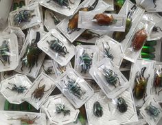 many different types of bugs in plastic bags