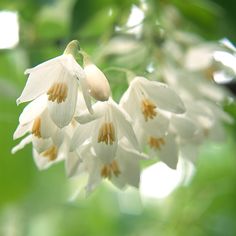 some white flowers with yellow stamens on them