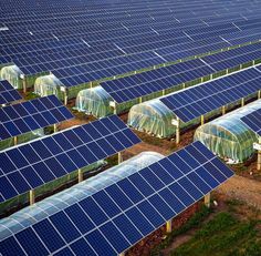 many rows of solar panels in a field