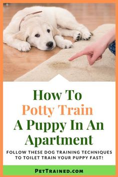 how to potty train a puppy in an apartment with text overlay that reads, how to potty train a puppy in an apartment follow these training techniques to teach your puppy fast