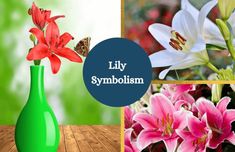 Collage of lily flowers. Lily Symbol, Florist, Most Popular