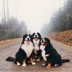 three dogs sitting on the side of a dirt road with trees in the back ground