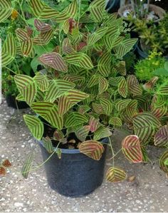 several potted plants with green and red leaves on the ground next to each other