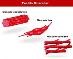 the diagram shows how muscles are made and what they can be used to treat them