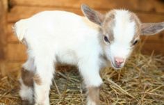 a small white and brown lamb standing on some hay