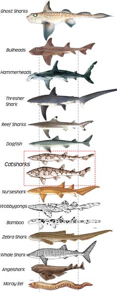 the different types of sharks are shown in this diagram, and each one has its own name