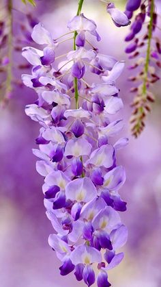 purple and white flowers are hanging from a branch in front of a blurry background