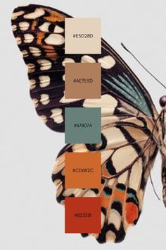 a butterfly with different colors on it's wings is shown in the color chart