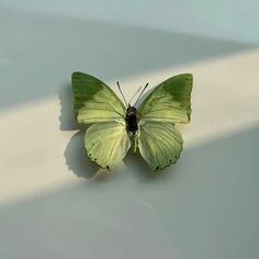 a green butterfly sitting on top of a white surface