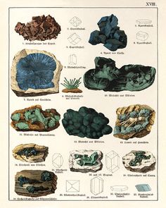 an image of rocks and plants in different shapes and sizes on a sheet of paper