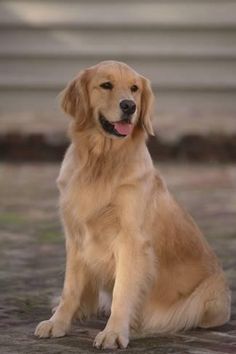 a golden retriever sitting on the ground with his tongue out