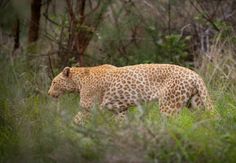 a cheetah walking through tall grass in the wild with trees in the background