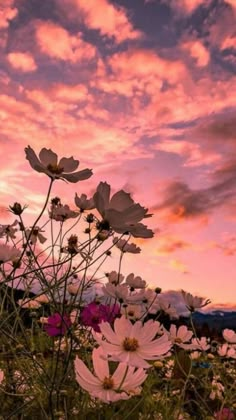 the sky is pink and purple with white flowers