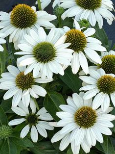 a bunch of white flowers with green centers