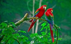 two red and green parrots sitting on top of a tree branch next to each other