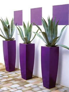 three purple vases with green plants in them on a brick floor next to a white wall