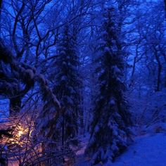 the trees are covered in snow and lit up with lights at night, while there is no one outside