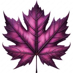 a drawing of a purple leaf on a white background with clipping area for text