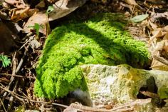 a moss covered rock laying on the ground