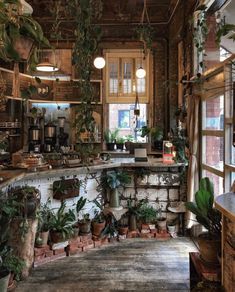 a kitchen filled with lots of potted plants