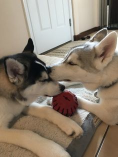 two husky dogs playing with a toy on the floor